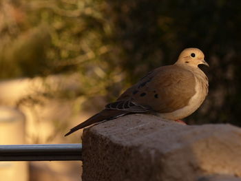 Close-up of bird perching outdoors