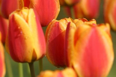 Close-up of red tulip