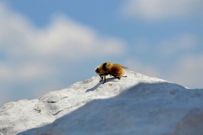 Close-up of bee on rock