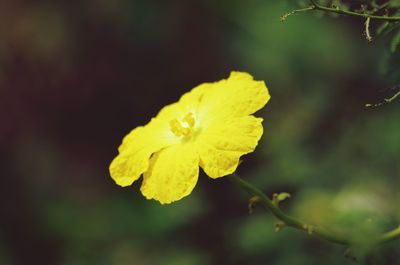 Close-up of yellow flowering plant