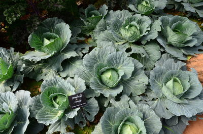 High angle view of leaves in farm