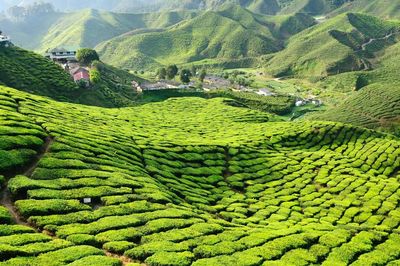 Scenic view of green mountains