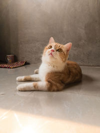 Cat sitting on a table