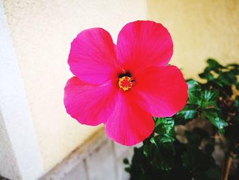 Close-up of pink hibiscus blooming outdoors