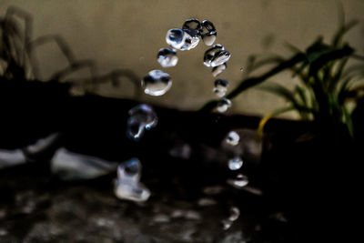 Close-up of jellyfish in water