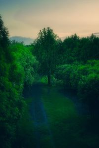 Scenic view of trees on landscape against sky