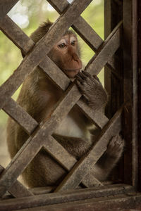 Long-tailed macaque sits staring through wooden trellis