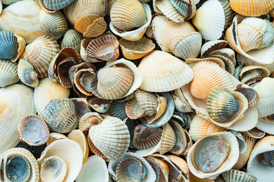 Full frame shot of shells