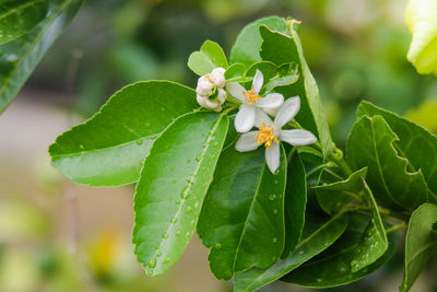 Close-up of flowering plant