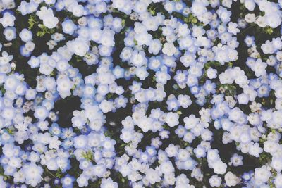 Full frame shot of white flowers blooming outdoors