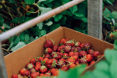 Ripe dark red strawberries in a paper basket