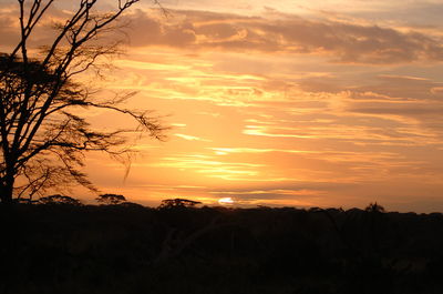 Silhouette trees against sky during sunset