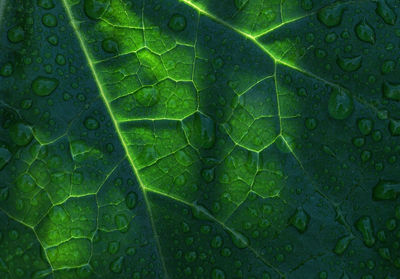 Full frame shot of leaf