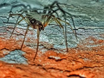 Close-up of spider