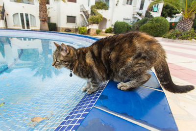 Cat looking at swimming pool