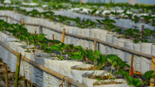 High angle view of plants in sacks at rairuenrom organic farm chiangrai