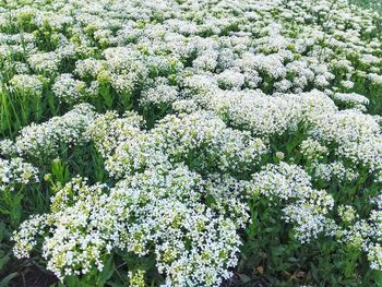 Full frame shot of white flowering plants on field