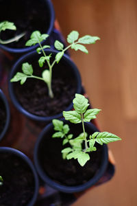 Close-up of potted plant on table