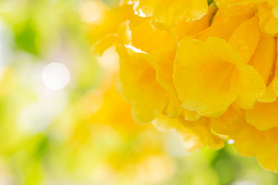Close-up of yellow flowering plant