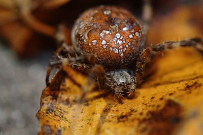 Close-up of insect on leaf