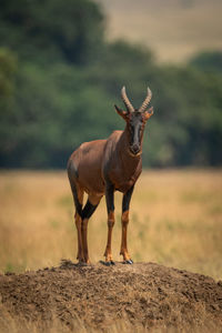 Male topi stands on mound facing camera