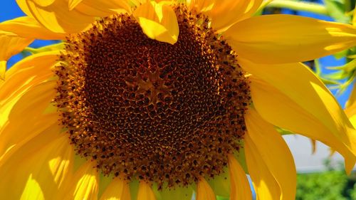 Close-up of bee on sunflower