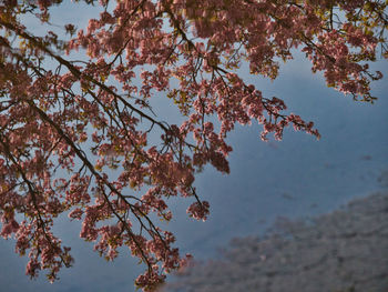 Low angle view of cherry blossom tree against sky