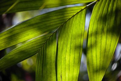 Close-up of leaves