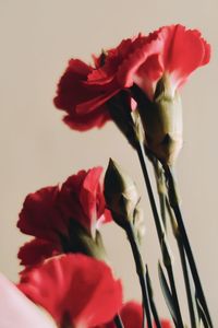 Close-up of red rose against white background