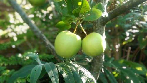 Close-up of fruit growing on tree