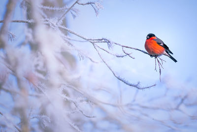 Low angle view of bird perching on branch