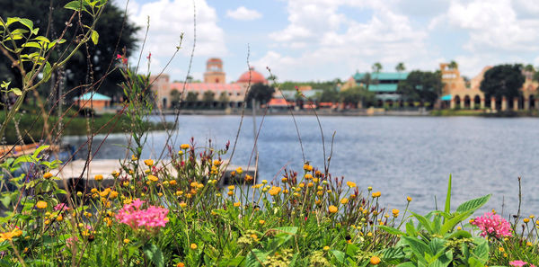 Close-up of flowers in city