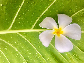 Close-up of water drops on plant