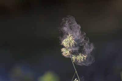 Close-up of dandelion on plant