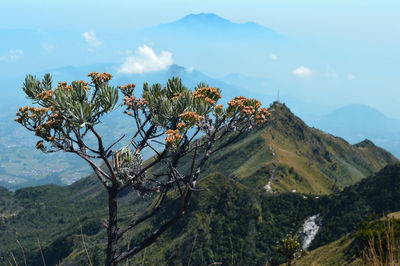 Scenic view of tree mountains against sky