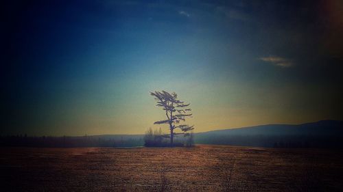 Silhouette tree on landscape against sky during sunset