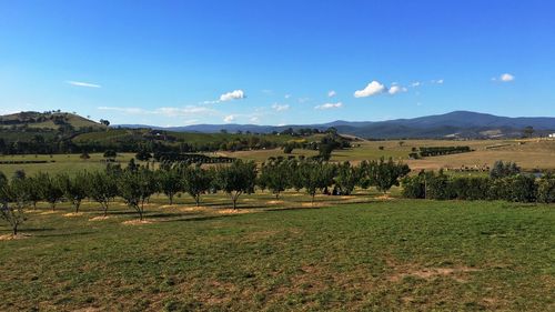 Scenic view of agricultural field against blue sky