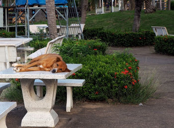 Dog relaxing in yard