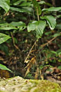 Close-up of spider on web