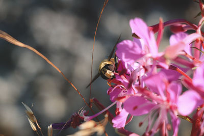 Close-up of insect on pink flower