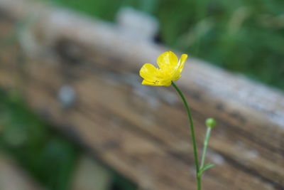 Close-up of yellow flowering plant