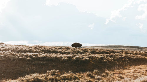 View of horse on field against sky