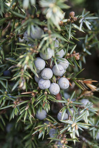 Close-up of juniper berries