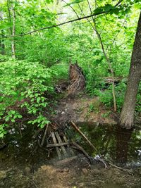 Wooden log in forest