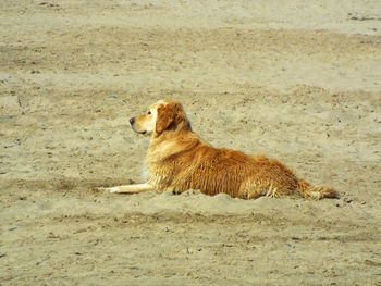 Close-up of hairy dogs sitting on sand