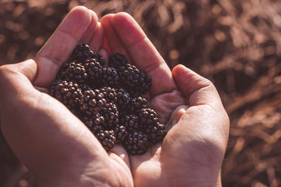 Close-up of hand holding fruit