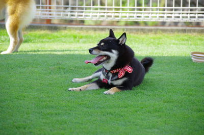 Dog running in grass