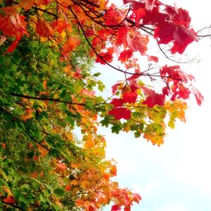 Low angle view of trees against sky