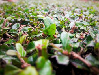 Close-up of plants