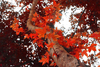 Low angle view of maple leaves on tree